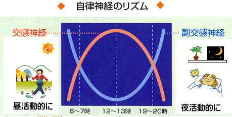 奈良生駒のまるふく総合整体院 | 自律神経のリズム