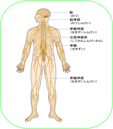奈良生駒の癒しの整体　まるふく総合整体院　神経図