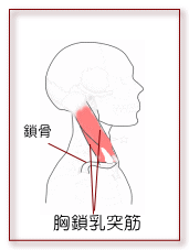 辛い首のこりに関係する筋肉 | 奈良・生駒のまるふく総合整体