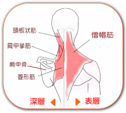 肩こりに関係する筋肉 | 奈良・生駒のまるふく総合整体