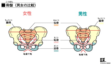 男女の骨盤の違い