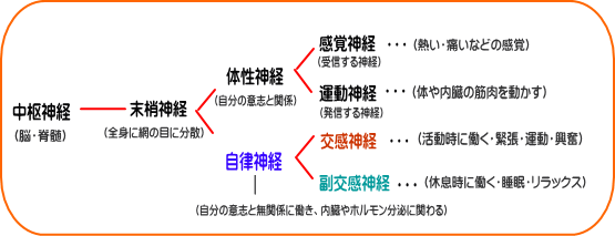 奈良生駒のまるふく総合整体院 | 神経の種類