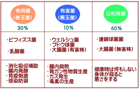 腸内細菌　善玉・悪玉・日和見菌　比率と役割